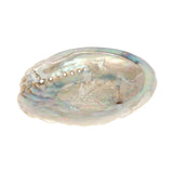 Abalone Shell  (4-5 inch)