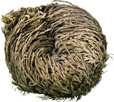 Rose of Jericho Plant