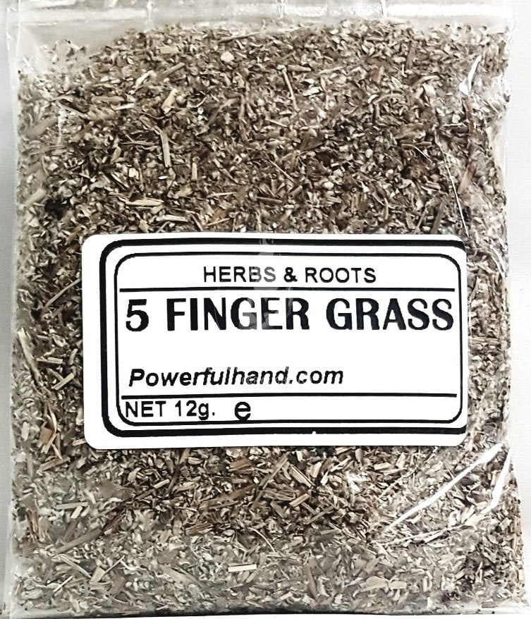 Five Finger Grass Herb